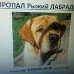 Подробнее об объявлении «Пропала собака кобель Аксай (Ростовская обл.)» Фото: пропала собака Лабрадор ретривер «Пропала собака кобель Аксай (Ростовская обл.)» в г. Аксай (Ростовская обл.)