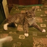 Подробнее об объявлении «Пропала кошка Москва» Фото: пропала кошка  «Пропала кошка Москва» в г. Москва