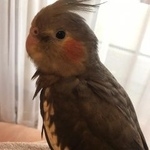 Подробнее об объявлении «Подольск Пропал попугай улетел попугай корелла» Фото: пропало другое животное  «Подольск Пропал попугай улетел попугай корелла» в г. Подольск