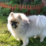 Подробнее об объявлении «Кобринское Пропала собака кобель» Фото: пропала собака Померанский шпиц «Кобринское Пропала собака кобель» в г. Кобринское