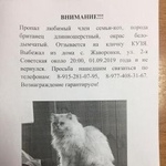 Подробнее об объявлении «Пропал кот Одинцово» Фото: пропала кошка Британская длинношерстная «Пропал кот Одинцово» в г. Одинцово