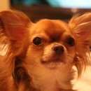 Подробнее об объявлении «Пропала собака Санкт-Петербург» Фото: пропала собака Чихуахуа «Пропала собака Санкт-Петербург» в г. Санкт-Петербург