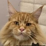 Подробнее об объявлении «Пропал кот Сергиев Посад» Фото: пропала кошка Мейн-кун «Пропал кот Сергиев Посад» в г. Сергиев Посад