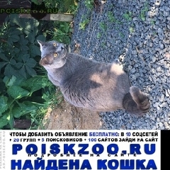 Подробнее об объявлении «Москва Найден кот британец» Фото: найдена кошка Британская короткошерстная «Москва Найден кот британец» в г. Москва