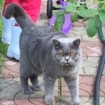 Подробнее об объявлении «Электроугли Пропал кот шотландской породы» Фото: пропала кошка  «Электроугли Пропал кот шотландской породы» в г. Электроугли