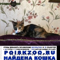 Подробнее об объявлении «Москва Найдена кошка» Фото: найдена кошка  «Москва Найдена кошка» в г. Москва