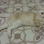 Подробнее об объявлении «Геленджик Пропал кот марсель кремовый полосатый британец» Фото: пропала кошка Британская короткошерстная «Геленджик Пропал кот марсель кремовый полосатый...» в г. Геленджик