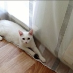 Подробнее об объявлении «Нижний Новгород Пропала кошка» Фото: пропала кошка  «Нижний Новгород Пропала кошка» в г. Нижний Новгород
