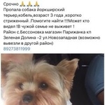 Подробнее об объявлении «Пенза Пропала собака кобель #;» Фото: пропала собака Йоркширский терьер «Пенза Пропала собака кобель #;» в г. Пенза