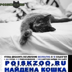 Подробнее об объявлении «Москва Найдена кошка британская кошка» Фото: найдена кошка Британская короткошерстная «Москва Найдена кошка британская кошка» в г. Москва