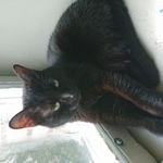 Подробнее об объявлении «Москва Найдена кошка черный кот или кошка» Фото: найдена кошка  «Москва Найдена кошка черный кот или кошка» в г. Москва