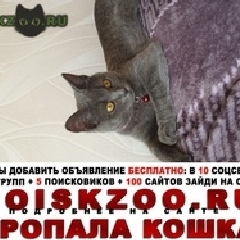 Подробнее об объявлении «Подольск Пропала кошка» Фото: пропала кошка Британская короткошерстная «Подольск Пропала кошка» в г. Подольск