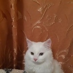 Подробнее об объявлении «Пропал кот вознаграждение Краснодар» Фото: пропала кошка  «Пропал кот вознаграждение Краснодар» в г. Краснодар