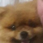 Подробнее об объявлении «Быково (Московская обл.) Пропала собака кобель» Фото: пропала собака Померанский шпиц «Быково (Московская обл.) Пропала собака кобель» в г. Быково (Московская обл.)