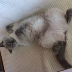 Подробнее об объявлении «Таганрог Пропала кошка» Фото: пропала кошка  «Таганрог Пропала кошка» в г. Таганрог