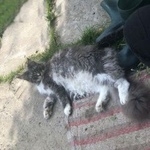 Подробнее об объявлении «Чехов Пропал кот серый (голубой) мэйн кун» Фото: пропала кошка Мейн-кун «Чехов Пропал кот серый (голубой) мэйн кун» в г. Чехов