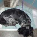 Подробнее об объявлении «Найдена собака Нижний Новгород» Фото: найдена собака Русский охотничий спаниель «Найдена собака Нижний Новгород» в г. Нижний Новгород