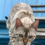 Подробнее об объявлении «Геленджик Пропала кошка пятнистый леопард» Фото: пропала кошка Бенгальская «Геленджик Пропала кошка пятнистый леопард» в г. Геленджик