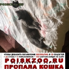 Подробнее об объявлении «Пропал кот Омск» Фото: пропала кошка Британская длинношерстная «Пропал кот Омск» в г. Омск