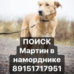 Подробнее об объявлении «Пропала собака кобель в наморднике Москва» Фото: пропала собака  «Пропала собака кобель в наморднике Москва» в г. Москва