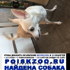 Подробнее об объявлении «Найдена собака Санкт-Петербург» Фото: найдена собака Чихуахуа «Найдена собака Санкт-Петербург» в г. Санкт-Петербург