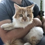 Подробнее об объявлении «Найден кот рыжий кот Львовский» Фото: найдена кошка  «Найден кот рыжий кот Львовский» в г. Львовский