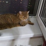 Подробнее об объявлении «Москва Найдена кошка» Фото: найдена кошка Британская короткошерстная «Москва Найдена кошка» в г. Москва