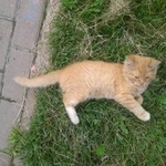 Подробнее об объявлении «Химки Пропал кот рыжий котенок в химках» Фото: пропала кошка  «Химки Пропал кот рыжий котенок в химках» в г. Химки