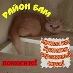 Подробнее об объявлении «Владивосток Пропал кот муша 28.08.19 (район бам» Фото: пропала кошка Британская длинношерстная «Владивосток Пропал кот муша 28.08.19 (район бам» в г. Владивосток