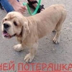 Подробнее об объявлении «Найдена собака кобель Ростов-на-Дону» Фото: найдена собака  «Найдена собака кобель Ростов-на-Дону» в г. Ростов-на-Дону