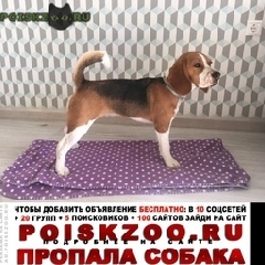 Подробнее об объявлении «Пропала собака Москва» Фото: пропала собака Бигль «Пропала собака Москва» в г. Москва