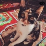 Подробнее об объявлении «Найдена кошка Курган» Фото: найдена кошка  «Найдена кошка Курган» в г. Курган
