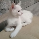 Подробнее об объявлении «Новосибирск Найдена кошка котенок» Фото: найдена кошка  «Новосибирск Найдена кошка котенок» в г. Новосибирск