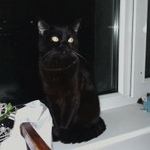 Подробнее об объявлении «Казань Пропал кот черный кот» Фото: пропала кошка  «Казань Пропал кот черный кот» в г. Казань