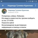 Подробнее об объявлении «Пропала собака 4 июля 2018 года Пермь» Фото: пропала собака Миттельшнауцер «Пропала собака 4 июля 2018 года Пермь» в г. Пермь