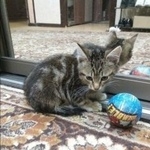 Подробнее об объявлении «Найдена кошка Курган» Фото: найдена кошка  «Найдена кошка Курган» в г. Курган