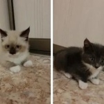 Подробнее об объявлении «Найдена кошка Курган» Фото: найдена кошка  «Найдена кошка Курган» в г. Курган
