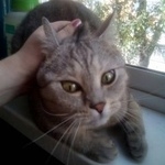 Подробнее об объявлении «Москва Найден кот.» Фото: найдена кошка  «Москва Найден кот.» в г. Москва