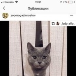 Подробнее об объявлении «Пропал кот Ростов-на-Дону» Фото: пропала кошка Британская короткошерстная «Пропал кот Ростов-на-Дону» в г. Ростов-на-Дону