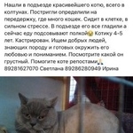 Подробнее об объявлении «Найден кот Ростов-на-Дону» Фото: найдена кошка Британская длинношерстная «Найден кот Ростов-на-Дону» в г. Ростов-на-Дону