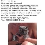 Подробнее об объявлении «Найдена кошка Ростов-на-Дону» Фото: найдена кошка Британская короткошерстная «Найдена кошка Ростов-на-Дону» в г. Ростов-на-Дону