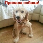 Подробнее об объявлении «Пропала собака кобель Ростов-на-Дону» Фото: пропала собака Американский кокер-спаниель «Пропала собака кобель Ростов-на-Дону» в г. Ростов-на-Дону