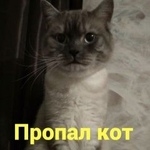 Подробнее об объявлении «Пропал кот Ростов-на-Дону» Фото: пропала кошка  «Пропал кот Ростов-на-Дону» в г. Ростов-на-Дону