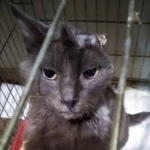 Подробнее об объявлении «Найдена кошка Курган» Фото: найдена кошка  «Найдена кошка Курган» в г. Курган