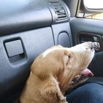 Подробнее об объявлении «Найдена собака. спаниель рыжий Орехово-Зуево» Фото: найдена собака Английский кокер-спаниель «Найдена собака. спаниель рыжий Орехово-Зуево» в г. Орехово-Зуево