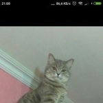 Подробнее об объявлении «Пропала кошка на ней был поводок Электросталь» Фото: пропала кошка  «Пропала кошка на ней был поводок Электросталь» в г. Электросталь