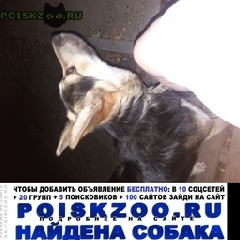 Подробнее об объявлении «Найдена собака прибился кобель к дому на ванеева Нижний Новгород» Фото: найдена собака  «Найдена собака прибился кобель к дому на...» в г. Нижний Новгород