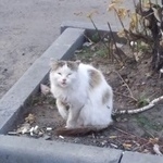 Подробнее об объявлении «Найдена кошка Курган» Фото: найдена кошка  «Найдена кошка Курган» в г. Курган