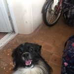 Подробнее об объявлении «Пропала собака кобель     Самара» Фото: пропала собака  «Пропала собака кобель     Самара» в г. Самара