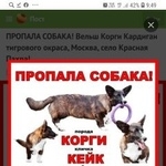 Подробнее об объявлении «Пропала собака кобель  вельш корги кардиган тиг Москва» Фото: пропала собака Вельш корги «Пропала собака кобель  вельш корги кардиган тиг...» в г. Москва